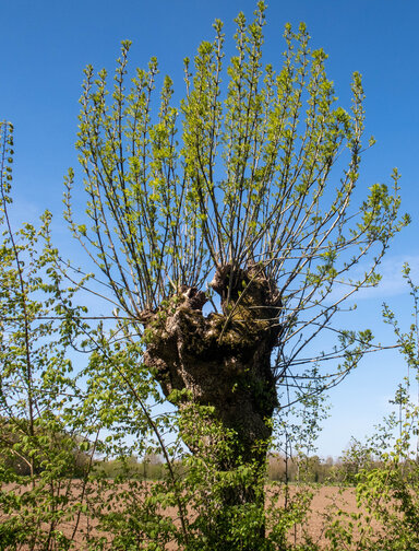 Atelier nature. Au pays des arbres têtards