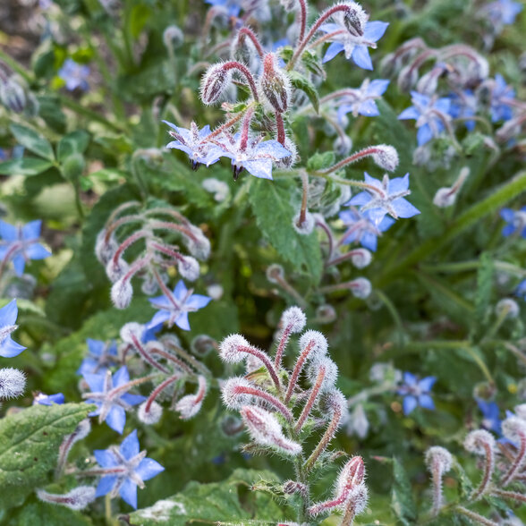  - Agrandir l'image, fenêtre modale