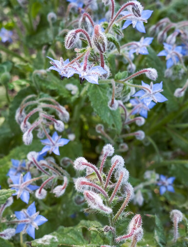 Atelier nature. Les plantes sauvages à notre secours